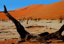 Nadmorska pustynia Namib