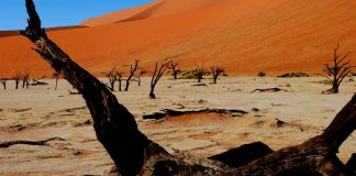 Nadmorska pustynia Namib