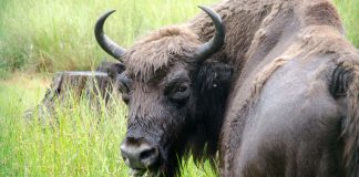 Krótkie spotkanie z Podlasiem