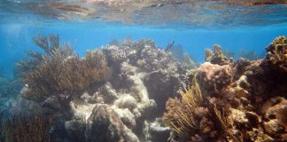 Rezerwat rafy koralowej