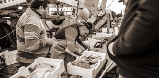 Bazar rybny w Civitavecchia