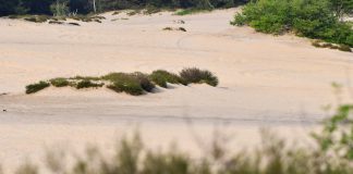 Rowerem przez pustynię