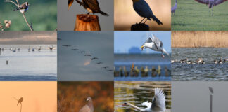 2020. Dwanaście ptasich kadrów minionego roku