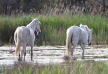 Rezerwat Biosfery Camargue (Francja)