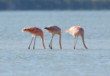 Rezerwat Biosfery Celestún (Meksyk)